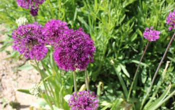 Jardin partagé Escourtines