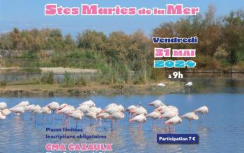 Balade aux Stes Maries de la Mer 