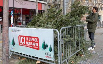 Sapin