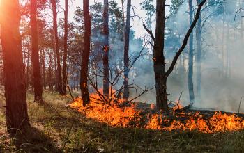 Exercice feu de forêt le 19 mai